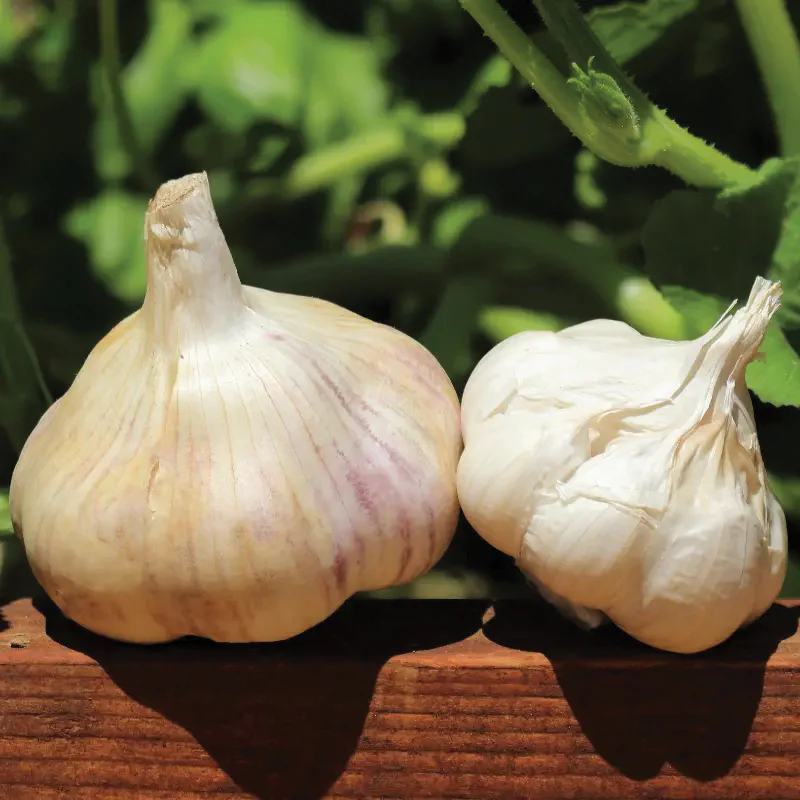 New Garlic Arrivals